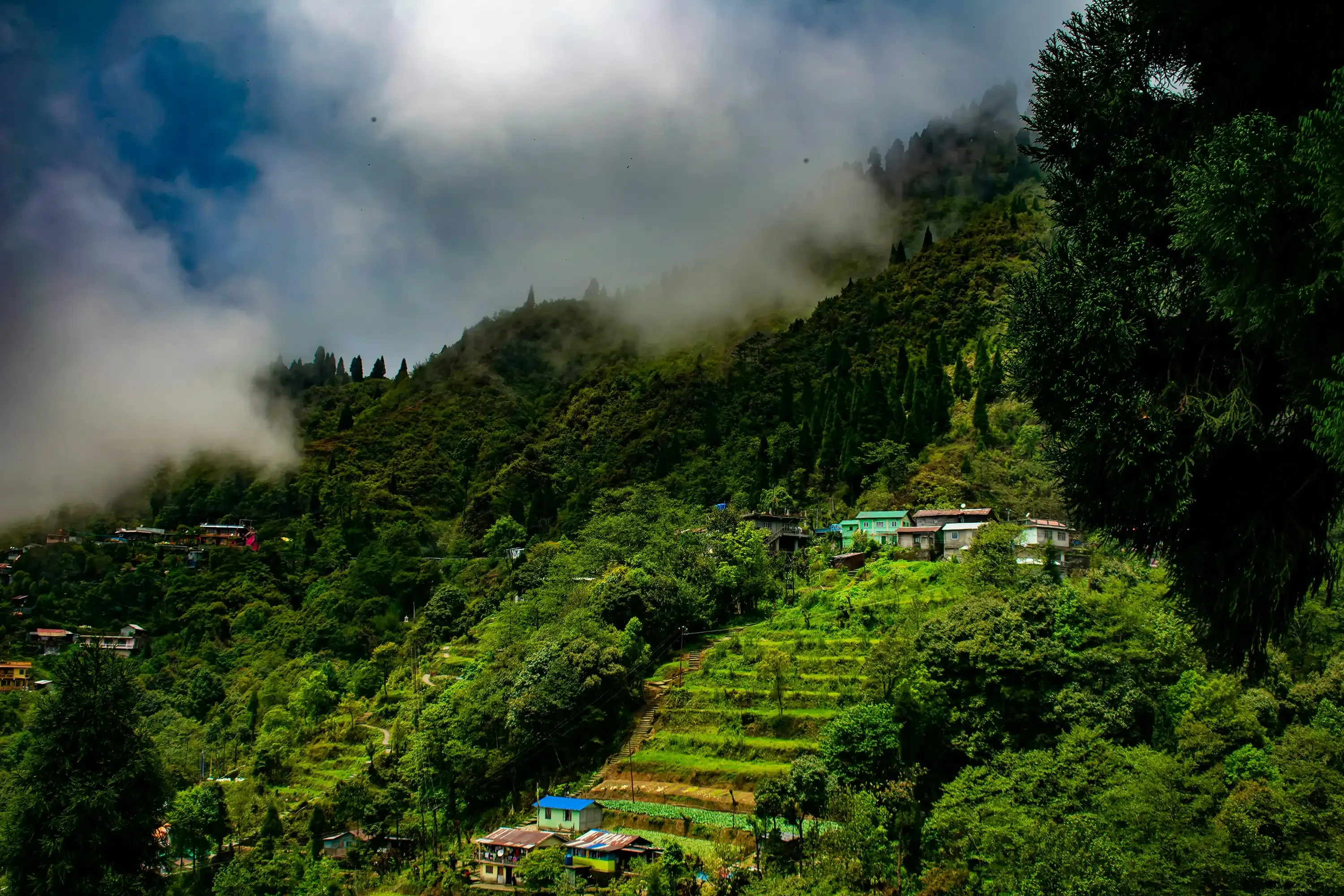 lush green tea gardens Darjeeling hillside plantation scenic view
