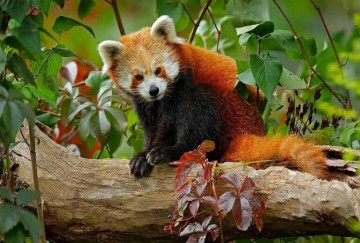 Namdapha National Park — India's Wild Northeast Frontier