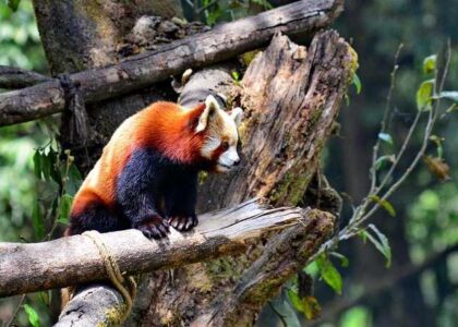 Top 15 Tourist Points in Darjeeling Must Visit