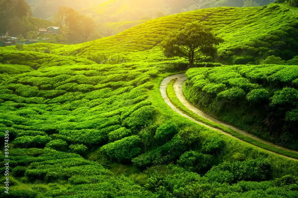 Darjeeling tea garden panoramic landscape