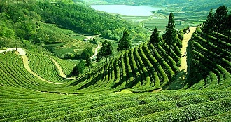 TEA GARDEN