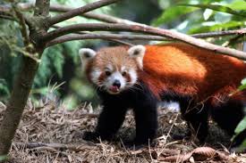 HIMALAYAN ZOO, DARJEELING 