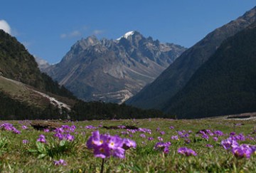 Yumthang Valley